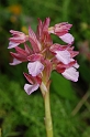 0957 Orchis papilionacea